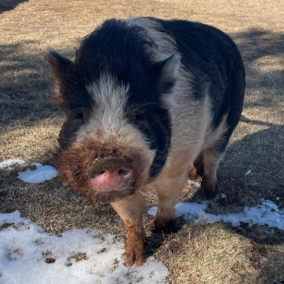 Crissy - Picture 1 of 1